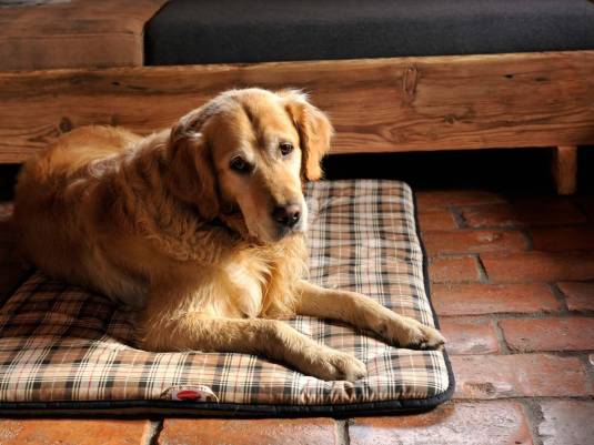 Urlaub mit Hund in Österreich Kärnten Hohe Tauern