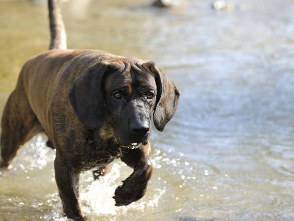 Urlaub mit Hund in Österreich Kärnten Hohe Tauern